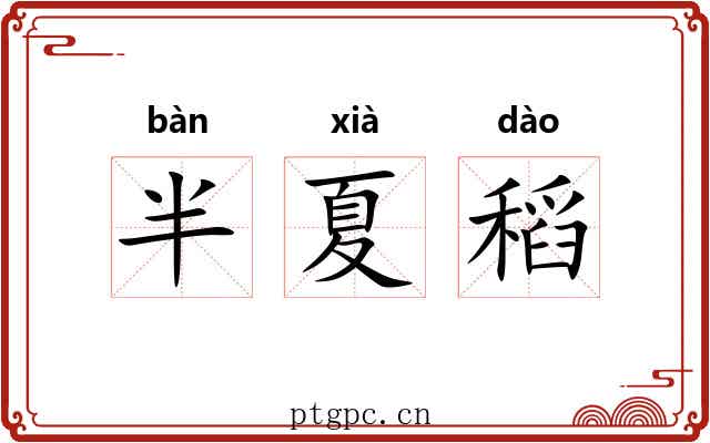 半夏稻