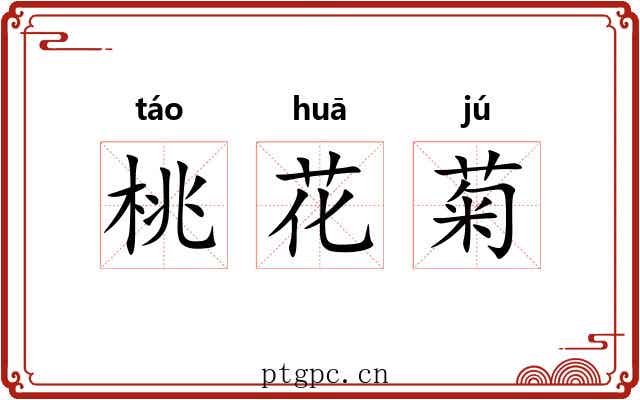 桃花菊 桃花菊