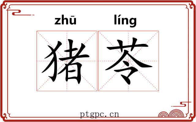 猪苓