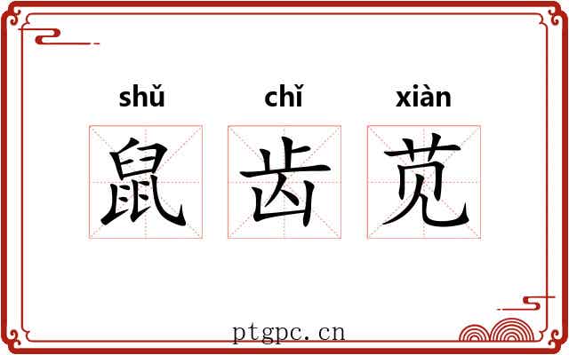 鼠齿苋 鼠齿苋