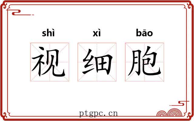 视细胞