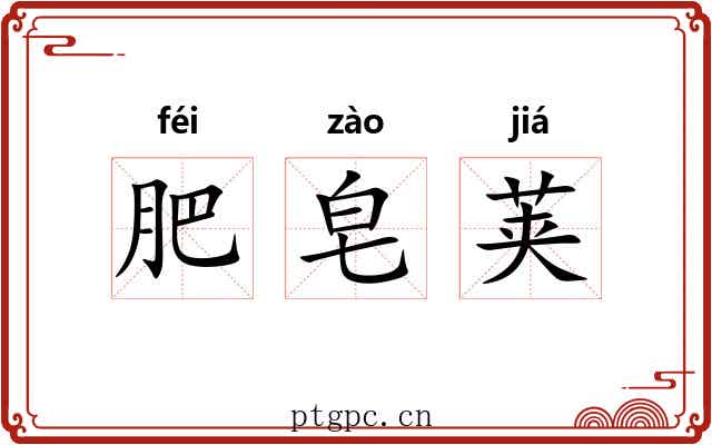 肥皂荚