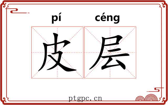 皮层 皮层
