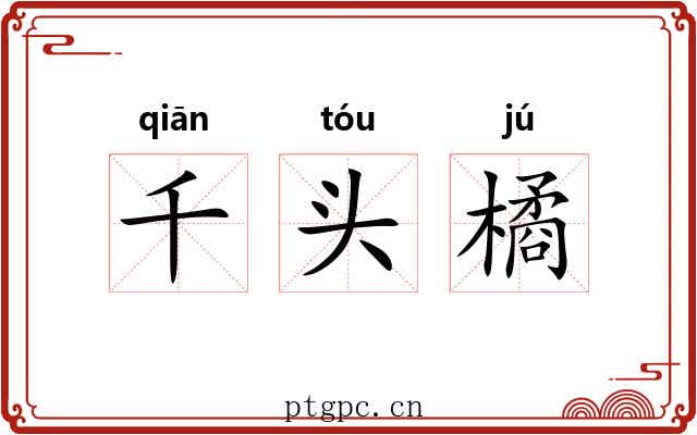 千头橘 千头橘