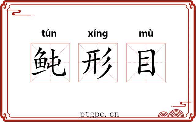 鲀形目 鲀形目
