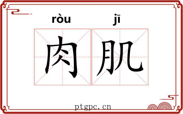 肉肌