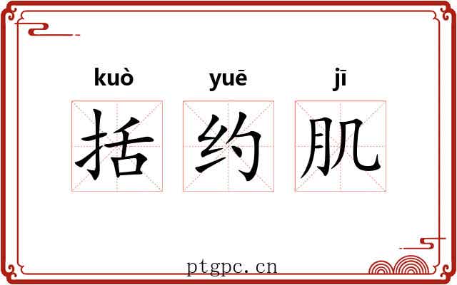 括约肌 括约肌