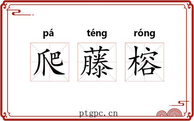 爬藤榕