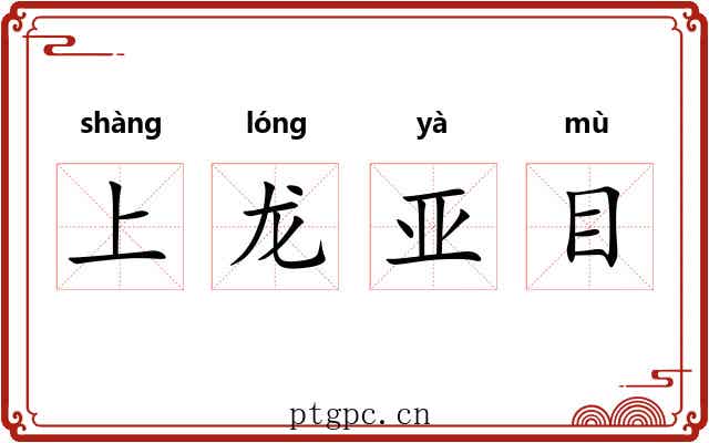 上龙亚目