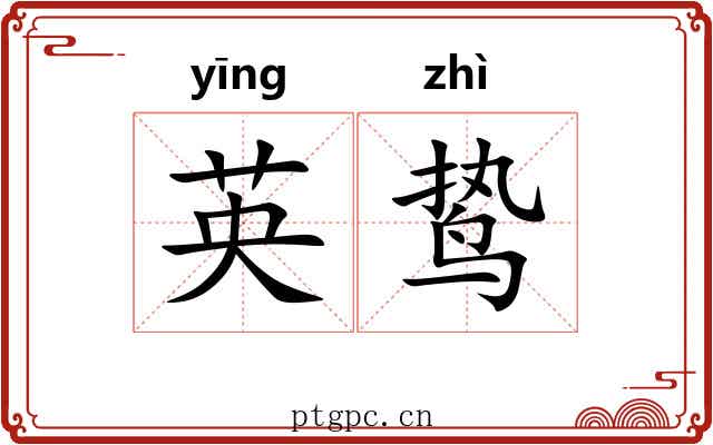 英鸷