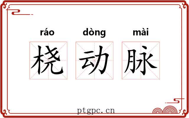 桡动脉