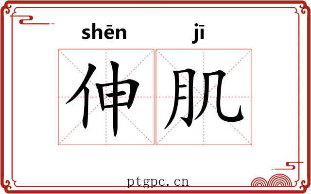 伸肌