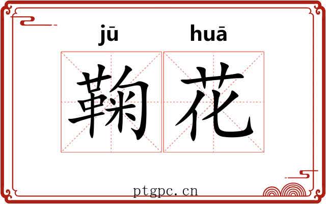 鞠花 鞠花