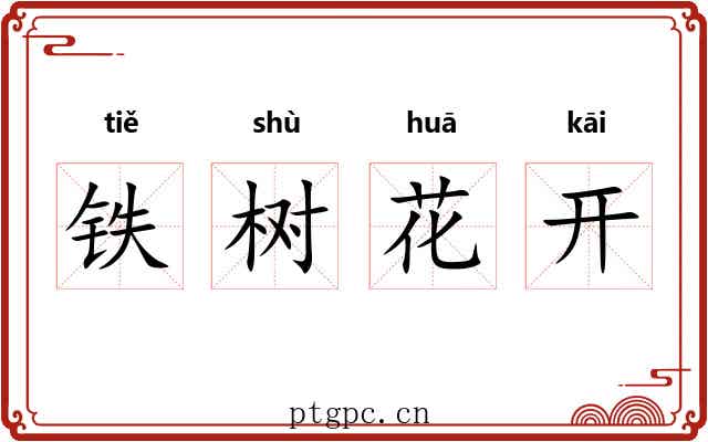 铁树花开 铁树花开