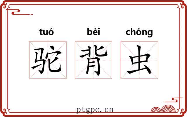 驼背虫 驼背虫