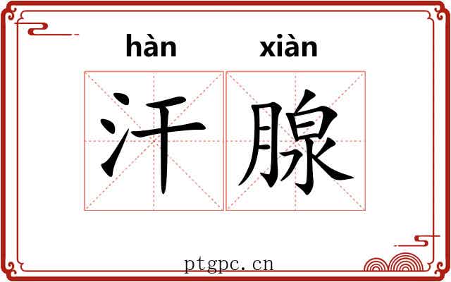 汗腺