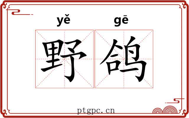 野鸽