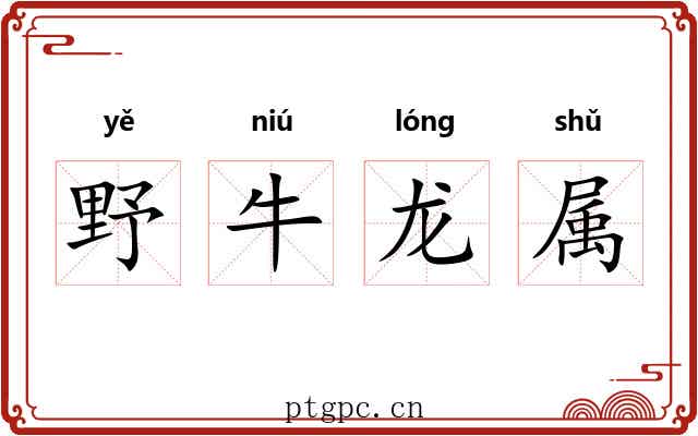 野牛龙属