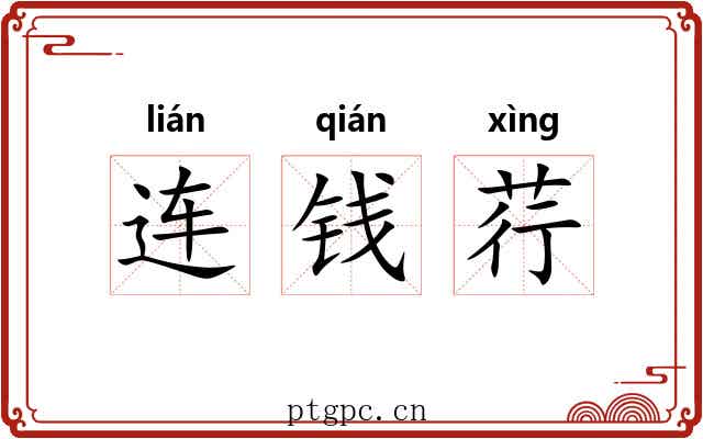 连钱荇