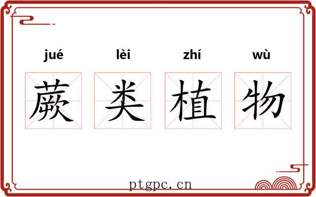 蕨类植物