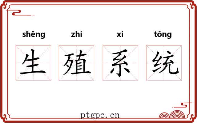 生殖系统