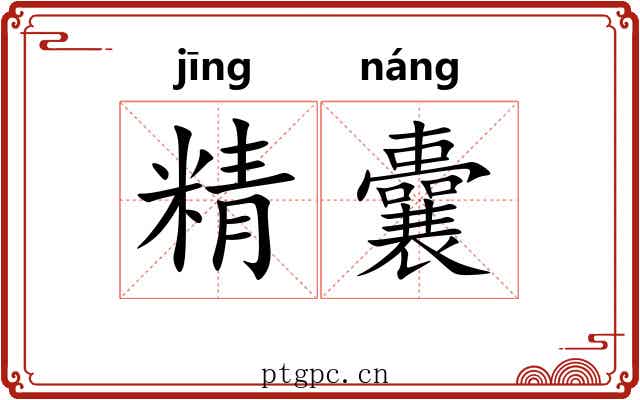 精囊