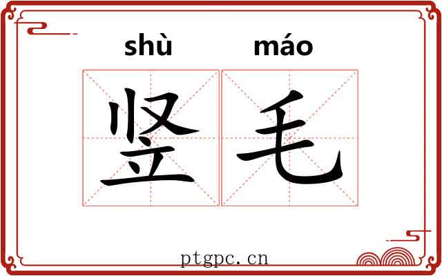 竖毛