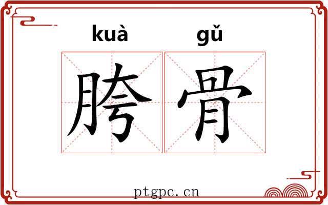 胯骨 胯骨