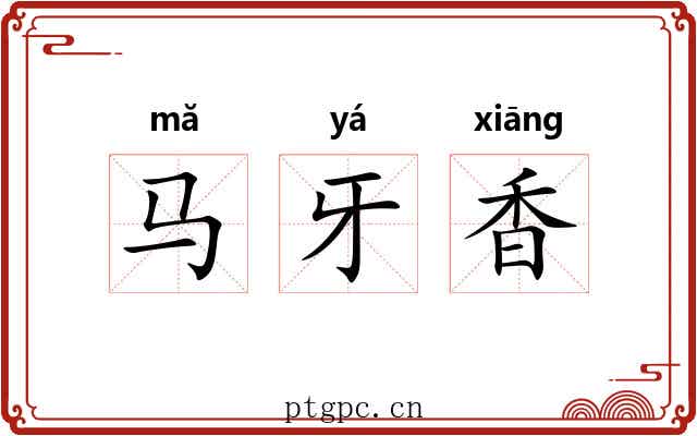 马牙香 马牙香