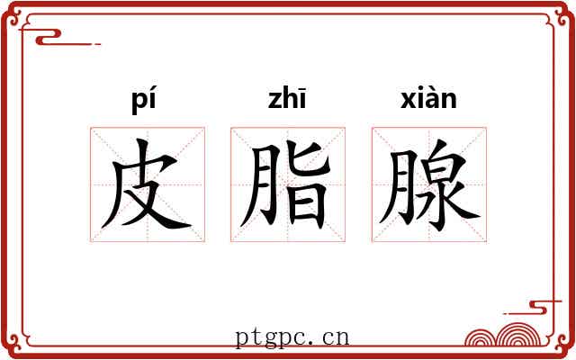 皮脂腺