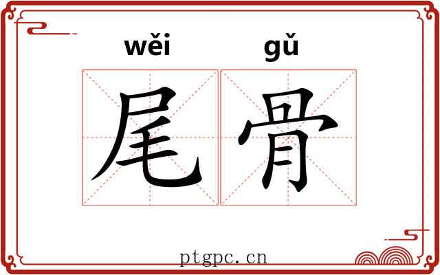 尾骨