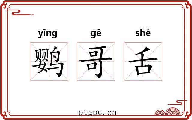 鹦哥舌 鹦哥舌