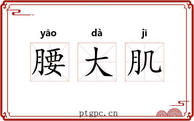 腰大肌