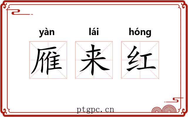 雁来红 雁来红