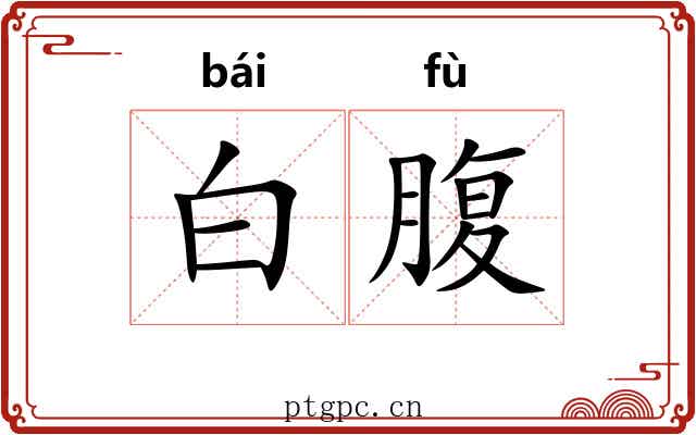 白腹 白腹