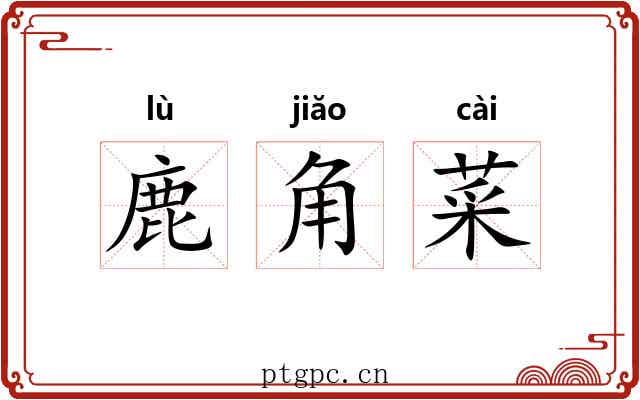 鹿角菜