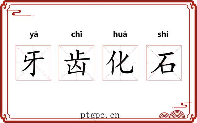 牙齿化石 牙齿化石