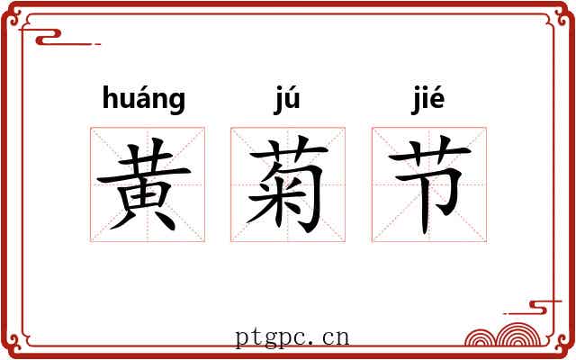 黄菊节 黄菊节