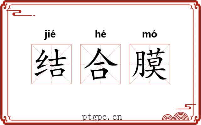 结合膜