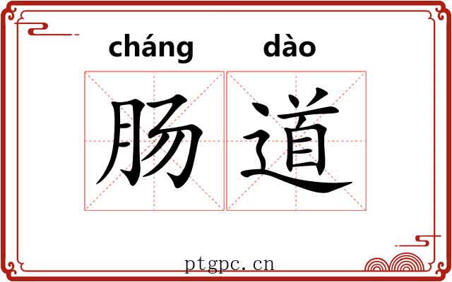 肠道 肠道