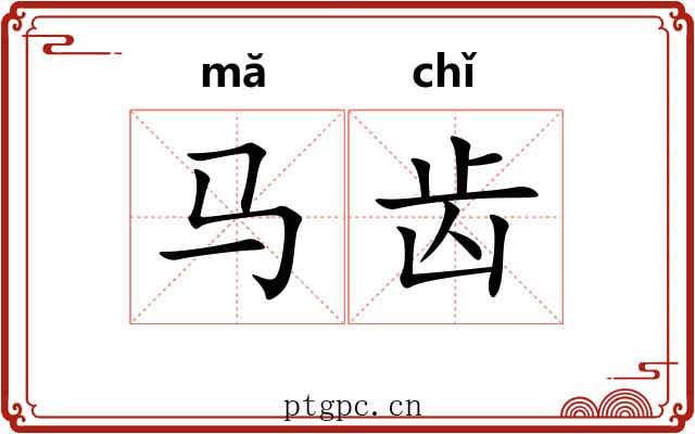马齿 马齿