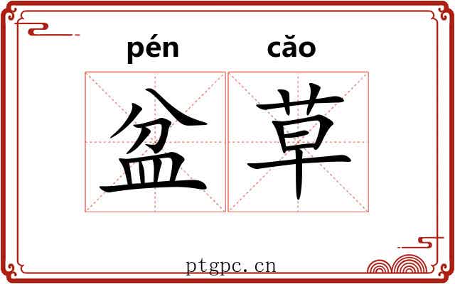 盆草 盆草