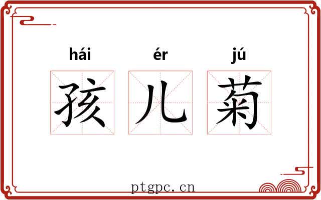 孩儿菊