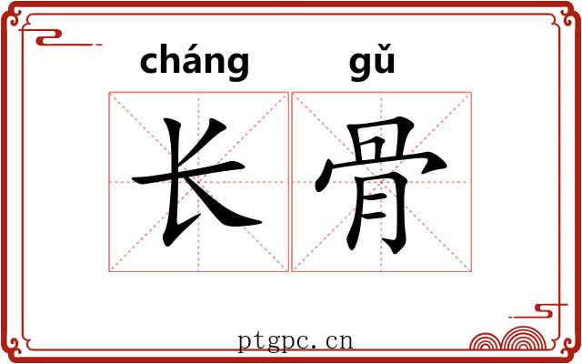 长骨