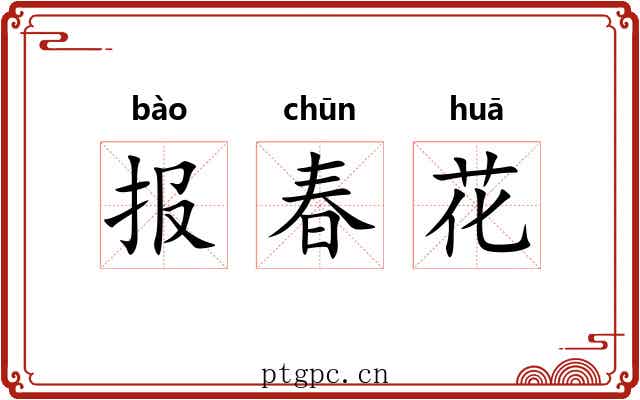 报春花