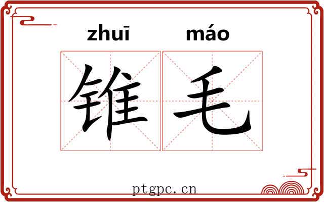 锥毛