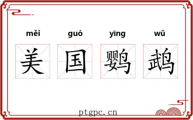 美国鹦鹉