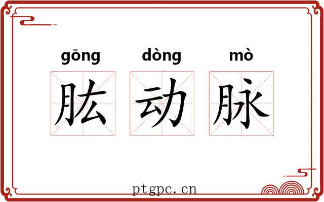 肱动脉