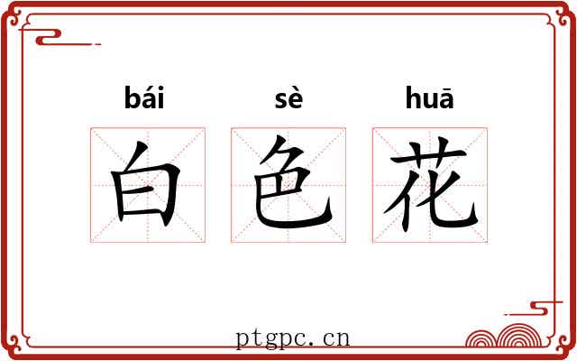 白色花 白色花