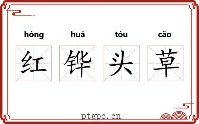 红铧头草 红铧头草